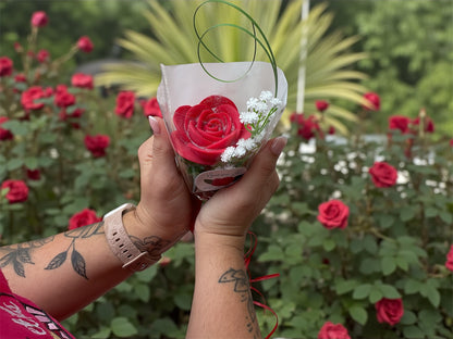 Rose parfumée « La vie en rose »